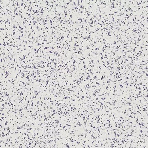 Mohawk - Creative Terrain II - 36 in. x 36 in. - Luxury Vinyl Tile - Frosted Purple